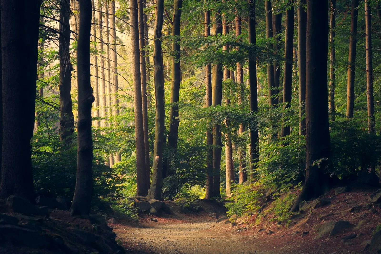 Sunlight breaking through a quiet forest path